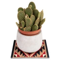 KIKKERLAND Plant Rug -Kikkerland plant rug with cactus