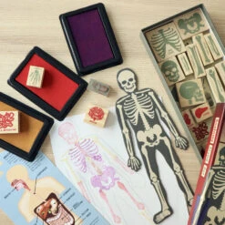 Kikkerland Anatomy Stamps Set 5 Kikkerland Anatomy Stamps Set -Kikkerland 17793f589d47b8d23901388d9bc0b025c325f9ec square3068962 3