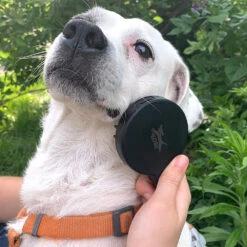 Kikkerland Dog Spa Kit -Kikkerland 759e721f560ef522431cf52258407fa935a078ef square3032779 4