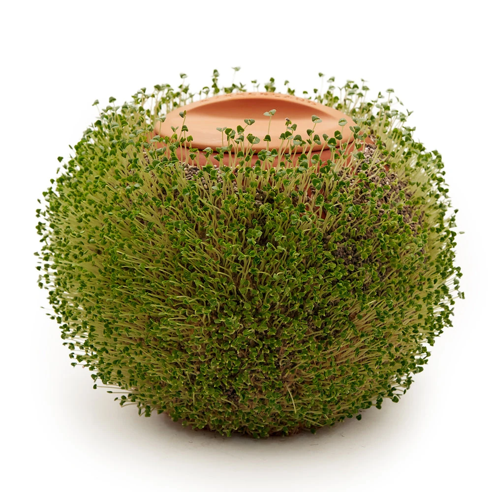 Kikkerland Terracotta Round Planter 2 Kikkerland Terracotta Round Planter - Image 2